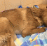 Жестоко выброшенной из окна собаке предстоит лечение. Фото: vk.com/kolpino_cats_and_dogs - Комсомольская правда