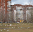 В парке 300-летия обнаружили множество чаек - Peterburg2.Ru