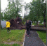 Петербуржцы засняли «деревопад» в поселке Песочный Курортного района - ИА Невские Новости
