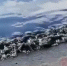 Как Чёрное море почернело. Фото скриншот видео https://vk.com/typical_krd - Metro Петербург