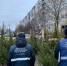В Петербурге пресекли работу 16 незаконных елочных базаров - ИА Невские Новости