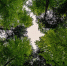 forest-3409907_1280.jpg - Вестник СЗФО