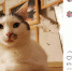 Эрмитажный кот. Скриншот поста из аккаунта “Hermitage Cats” в Instagram - ГАZЕТА.СПб