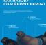 В Петербурге выбрали имена для спасенных и откормленных нерпят - ИА Невские Новости