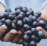 grapes-690230_1280.jpg - Мой район