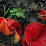 ru.wikipedia.org / Dan Molter (shroomydan) / CC BY-SA 3.0 - ИА Невские Новости