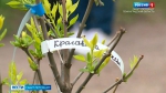 Во дворе Кунсткамеры высадили сирень