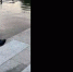 Нерпы вытесняют уток из водоемов Петербурга - Neva.Today