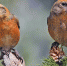 Зимняя птица. Как пара клестов вила гнездо | ФОТО Википедии / Elaine R. Wilson, www.naturespicsonline.com / CC BY-SA 3.0 - С.-Петербургские ведомости
