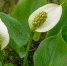 Белокрыльник (Calla palustris) – встречается на низинных болотах и по берегам водоёмов  Фото А. Ладыгина - Дирекция ООПТ Санкт-Петербурга