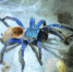 Chromatopelma Cyaneopubescens – вид паукообразных из семейства пауков-птицеедов. В содержании в неволе достаточно популярен благодаря яркой окраске, незначительной агрессивности и неприхотливости в уходе. Фото Getty - Metro Петербург