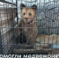 Поранил лапу и остался без мамы. В Алтайском крае спасли медвежонка - Фонтанка
