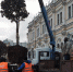 Сезон пересадок начался. Из центра Петербурга увозят деревья в горшках - Фонтанка
