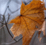 Pixabay. - FlashNord.Com