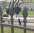 «Он врет!»: пьяные петербуржцы побили пенсионера возле элитной гимназии из-за спора о ВДВ - Neva.Today