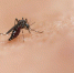 Что делать, если вас укусил комар?   | ФОТО National Institute of Allergy and Infectious Diseases on Unsplash - С.-Петербургские ведомости