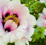 Не покупайте цветы для учителя на День знаний, пока не прочитаете этот гайд: 10 секретов для родителей школьников Петербурга к 1 сентября - Neva.Today