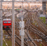В Ленобласти поезд сбил женщину - Peterburg2.Ru