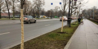 Садовники Петербурга утепляют деревья перед наступлением холодов - Spbdnevnik.ru