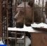 Медведице Маше из Ленобласти нашли новый дом в зоопарке в Новгородской области - ГТРК Санкт-Петербург