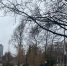 В Петербурге установят 236 светодиодных фонарей в саду «Нева» - Spbdnevnik.ru