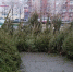 В Петербурге от незаконных ёлочных базаров освобождено около 30 земельных участков, изъято две тысячи деревьев - Петербургский формат