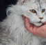 Новгородские питомцы отправились в 24 страны мира под контролем Управления Россельхознадзора - Россельхознадзор