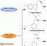 Источники следовых аминов (TA) в кишечнике. Взято из International Journal of Molecular Sciences - СПбГУ
