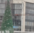 Новогодние елки задержались на Богатырском и у «Пионерской» - Moika78.Ru