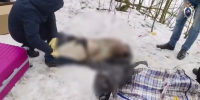В Петербурге чемоданы с человеческими останками стали уголовным делом - Neva.Today
