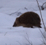В петербургских лесах просыпаются ежики - Peterburg-News.Ru