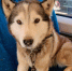 Железнодорожники ищут хозяев собаки, забежавшей в электричку - Петербургский формат