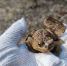Как спасают лягушек: в Петербурге провели благотворительную акцию «Дорогу амфибиям» - Spbdnevnik.ru