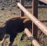 Самое милое видео дня: новорожденная девочка-зубренок делает первые шаги в Зубровнике в Токсово - Neva.Today