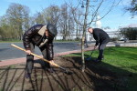 В субботнике в Петербурге сегодня приняли участие более 176 тысяч жителей города