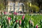 В День города в Петербурге будет сухо и солнечно