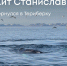 Спасенный горбатый кит Станислав вернулся в Териберку накануне Дня кита - Петербургский дневник