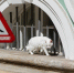В Петербурге отпраздновали День Эрмитажного кота - Metro Петербург