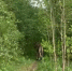 В Купчино поймали лося - Петербургский дневник
