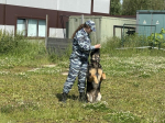Полицейский кусь: как пушистые стражи порядка уже 116 лет защищают Петербург и Ленобласть