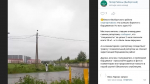 Жители Выборгского района пожаловались на фейковую борьбу с борщевиком