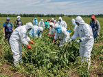 Горожан призывают быть осторожными с борщевиком