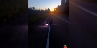 Байкер и его пассажирка погибли, лось сбежал: что известно о смертельном ДТП рядом с Орехово - Neva.Today