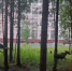 Видео: лося увидели в Мурино - Spbdnevnik.ru