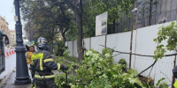 Спасатели более 15 раз убирали упавшие деревья в Петербурге - Петербургский дневник