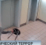 Петербуржцы страдают из-за неадекватных соседей - ГТРК Санкт-Петербург