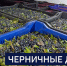 Вести 24 - ГТРК Санкт-Петербург