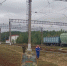 Спасатели нашли заблудившегося мужчину в лесу под Тосно - Санкт-Петербург.ру