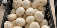 Торф и шампиньоны: 3,8 тысячи тонн продукции отправили на экспорт из Петербурга и Ленобласти за лето - tvspb.ru - ТК Санкт-Петербург