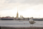 В Петербурге 15 сентября ожидаются небольшие дожди